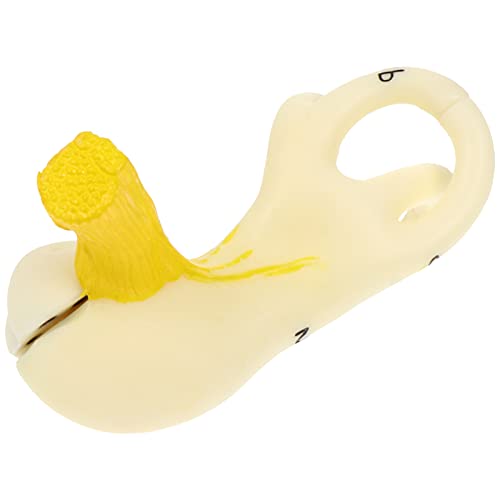 Healifty Human Ear Anatomical Model Realistisches Lehrmittel für Ohr Physiologie für Unterricht die Langlebig Leicht Healifty Human Ear Anatomical Model Realistisches Lehrmittel für Ohr Physiologie für Unterricht die Langlebig Leicht von Healifty