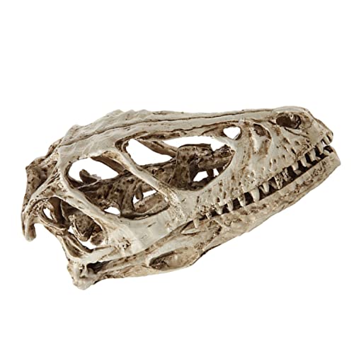 Healifty Tiere Schädelkopf Modell aus Resin Realistisches Dinosaurier Skelett für Dekoration Lehrzwecke Sammlerstück für Zuhause Healifty Tiere Schädelkopf Modell aus Resin Realistisches Dinosaurier Skelett für Dekoration Lehrzwecke Sammlerstück für Zuhause von Healifty