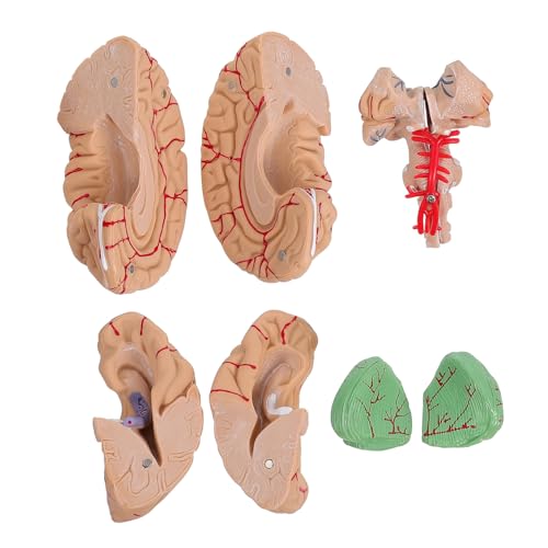 Healvian Schaufensterpuppe 1 PC Gehirnmodell Pvc Werkzeug Menschlicher Körper 3D Mannequin von Healvian