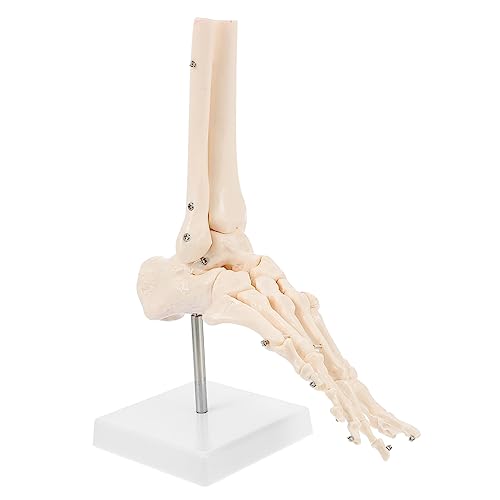 Healvian Menschliches Skelettmodell 1 Stk Fuß Anatomie Mannequin Knochen Lieferungen Pvc Fußgelenkmodell von Healvian