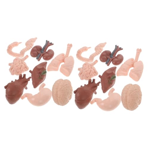 Healvian 16 Stk Menschliches Organmodell Kindererziehungsspielzeug Hilfsmittel Für Den Orgelunterricht Unterrichtsmaterialien Für Die Schule Kidcraft-spielset Körper Baby Plastik Emulator von Healvian