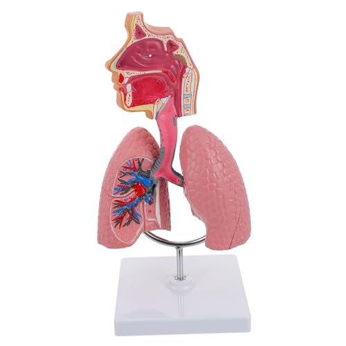 1Stk Modell des Atmungssystems Atemlungenmodell anzeigen 9089986227 Modelle Spielzeuge Atemlungenmodell lehren lebendiges respiratorisches Lungenmodell medizinisch Werkzeug Puzzle von Healvian