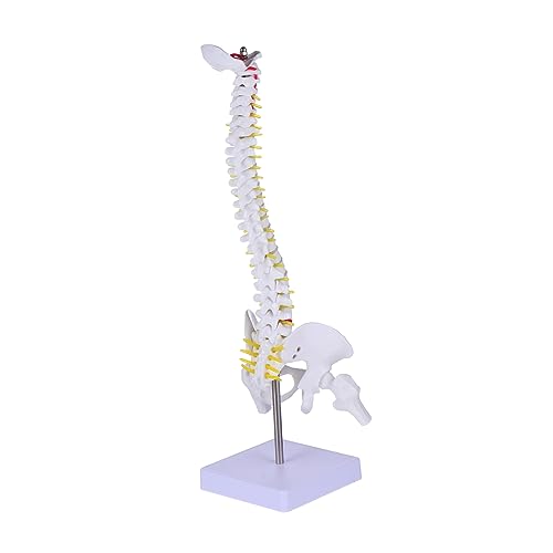 1Stk Wirbelsäulenmodell Ganzkörper-Schädelskelett menschliches Modell Rückenmodell Skelettmodell Wirbelsäule Modelle Anatomiemodell Steißbein-Anatomie-Modell Erwachsener Replik PVC von Healvian