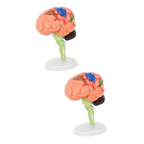 Healvian 2 Stk Experimentelle Lehrmedizin Anatomisches Modell des menschlichen Gehirns Schaufensterpuppen Modelle Anatomie Schädelarterienmodell Zusammengebautes Gehirnmodell medizinisch 4d von Healvian
