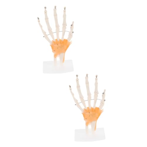 Healvian 2 Stk Mannequin wissenschaftliche Unterrichtsmaterialien menschliches Fußskelettmodell Modelle werkzeug Modell der Handskelett-Gelenkgelenke Skelettmodell der menschlichen Hand PVC von Healvian