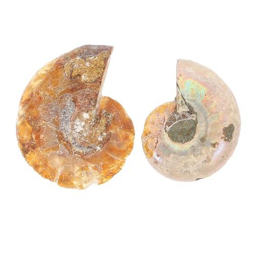 Healvian 20 Stk Ammonit- -marke Lernspielzeug Für Kinder Ammonitenmodelle Kristalldekor Schillernder Ammonit Muschelexemplar Ammonitenschmuck Laborversorgung Essen Probe Puzzle Student von Healvian