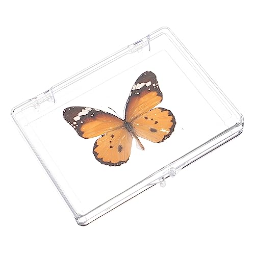 Healvian 2St Schmetterlings-Exemplar Tischständer dekoratives Exemplar Regal Spielzeuge wandhängendes Exemplar Musterdekor ausstellen Probe schmücken Halterung Wandbehang Student Vitrine von Healvian