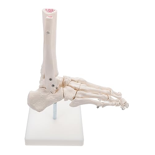 Healvian 2st Modell Des Fußgelenks Schaufensterpuppen Skelettfußmodell Menschliches Gelenkmodell Menschliches Fußmodell Anatomisches Fußmodell Modul Weiß Menschlicher Körper Pvc Ausrüstung von Healvian