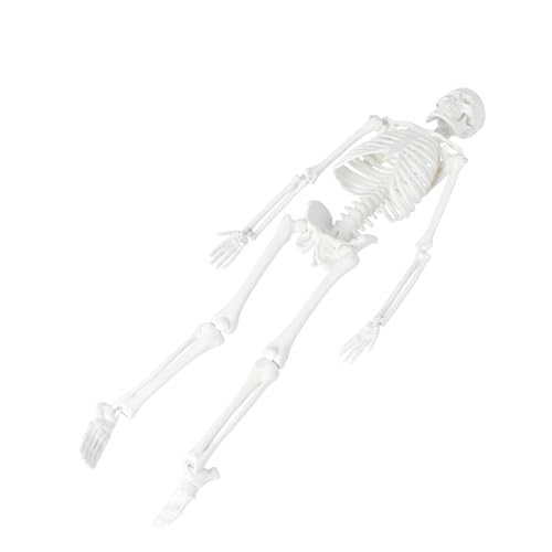 Healvian 2st Modell Des Menschlichen Körpers Für Kinder Skelett in Voller Größe Anatomisches Studienmodell Statue Des Menschlichen Skeletts Modelle Anatomiemodell Schulmaterial Abnehmbar von Healvian