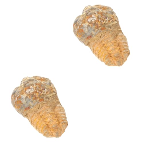 Healvian 2st Trilobiten- Trilobiten-requisiten Dekor Paläontologische Verzierung Lehrexemplar Lehrmittel Trilobiten-schwanzfelsen Ornament Modelle Probe Stein Suite Schreibtisch Kind von Healvian