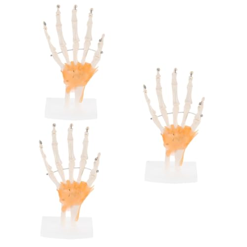 Healvian 3 Stk Mannequin Lehrmittel für Ärzte menschliches Fußskelettmodell werkzeug Modelle menschliches handgelenkmodell Handskelettmodell auf Sockel menschlicher Körper Base Ausrüstung von Healvian