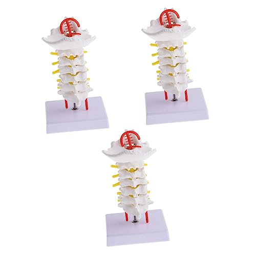 3 Stk Halswirbelsäule mit Halsschlagader Korrektor Männchen Ausrüstung Halswirbelmodell Modelle Biologie zervikales Modell Halswirbelsäulenmodell Erwachsener Requisiten Mann PVC von Healvian