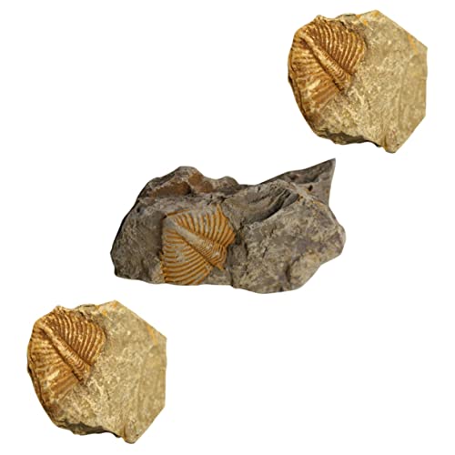 Healvian 3st Trilobiten- Sammlungen Trilobit Echte Fossilien Lehrmittel Fossilien Musterstein Probenstein Sammler Fossiler Trilobiten Kelchtrilobit Kuriositäten Esstisch Student von Healvian