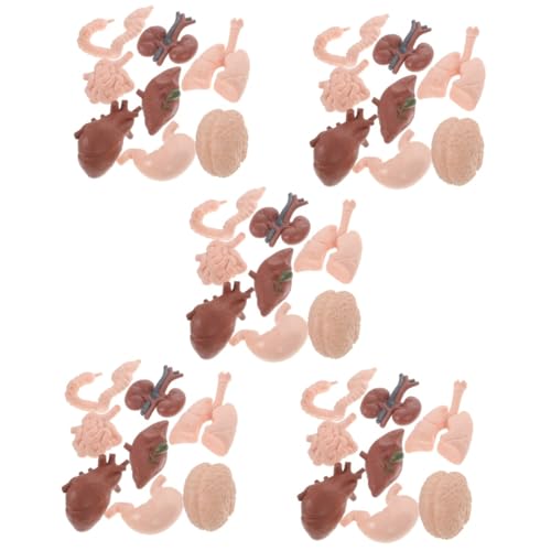 Healvian 40 Stk Menschliches Organmodell Simulationsorganmodell Menschliche Organstütze Schaufensterpuppen Orgelprobe Kindererziehungsspielzeug Menschlicher Körper Plastik Schmücken 3d von Healvian