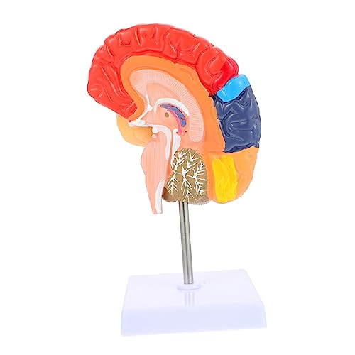 Healvian Spielzeuge Gehirnlehrmodell Spielzeug 3d Menschlicher Körper Modellständer Pvc Mannequin von Healvian