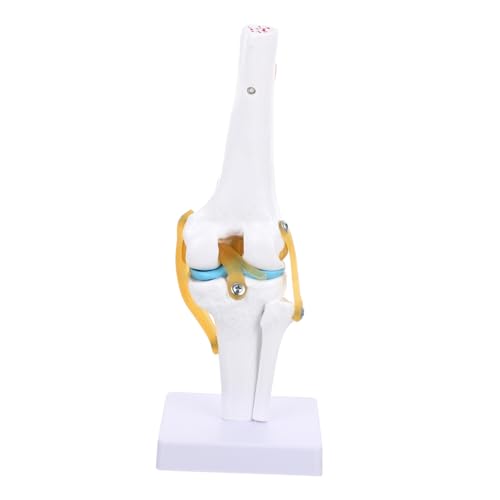 Healvian Gemeinsames Modell Kniegelenk Anatomiemodell Puppe Menschliche Anatomie Menschliches Skelettmodell Kniegelenk Modell Anatomisches Modell Knie Modell Band Pvc Menschlicher Körper von Healvian