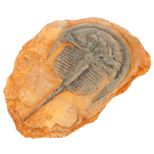Healvian Insektenfossilien Wissenschaftliche Fossilien Insektenexemplare Fossilien Insekten paläontologisches Insekt Insektenwissenschaft Reptil Probe Mähnenlöwe Dekorationen schmücken Harz Healvian Insektenfossilien Wissenschaftliche Fossilien Insektenexemplare Fossilien Insekten paläontologisches Insekt Insektenwissenschaft Reptil Probe Mähnenlöwe Dekorationen schmücken Harz von Healvian