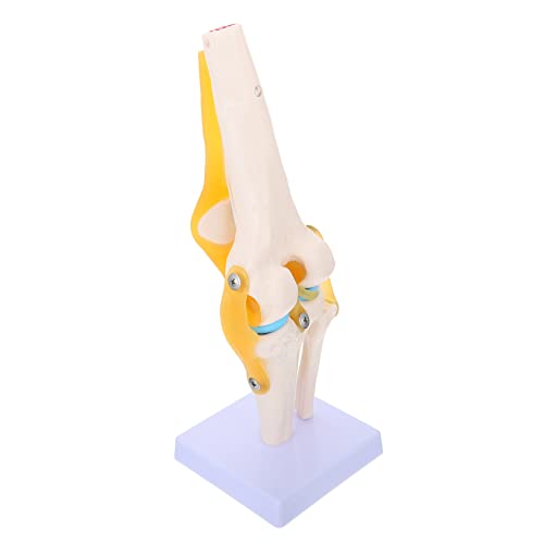 Healvian Kniemodell Biologie Puppe Knie 3D-Modell Kniegelenkmodell für den Unterricht Modelle menschliches Kniegelenk Anatomiemodell des menschlichen Kniegelenks echte Person einstellen PVC von Healvian