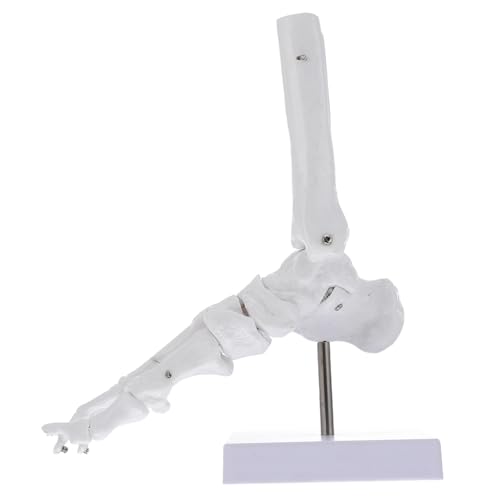 Healvian Menschlicher Knöchel unterricht anatomisches Fußmodell Fußknochenmodell Anatomie des Fußes Modelle PVC menschliches Skelettmodell Anatomisches PVC-Modell Base Werkzeug Büro Weiß von Healvian
