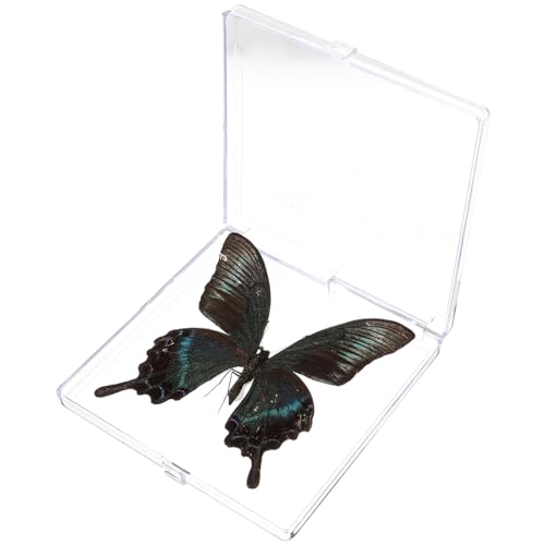 Schmetterlings-exemplar Musterdekor Ausstellen Dekoration Exemplar-ausstellungsbox Schmetterlingsprobe Lernspielzeug Lehrstütze Plastik Unterrichtsmaterialien Student Insekt von Healvian