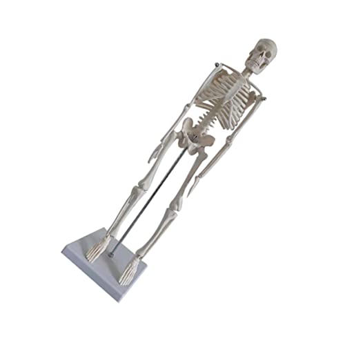 Healvian Minifiguren menschliches Skelettmodell PVC-Skelettmodell künstlich Statue Bildungsbedarf Lehrmittel Weiß Figuren von Healvian