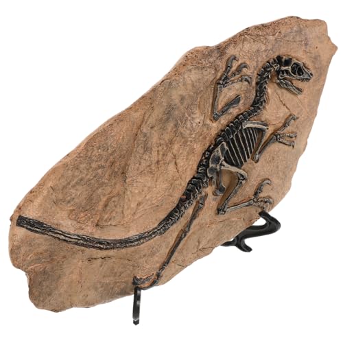 Hemobllo 1Satz Fossil Dekoration Resin Realistisches Fossilienmodell für Unterrichtsbeispiel Perfektes für Freunde und Familie Langlebig und Sicher Hemobllo 1Satz Fossil Dekoration Resin Realistisches Fossilienmodell für Unterrichtsbeispiel Perfektes für Freunde und Familie Langlebig und Sicher von Hemobllo