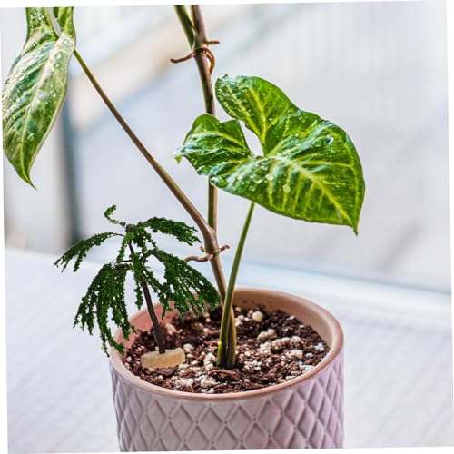 Hemobllo 5 Stück Teiliges Miniatur Gartenbaum Realistische Landschaftsdeko Vielseitige Miniatur Pflanzenfiguren Langlebige Kunststoffmodelle für DIY Mikrolandschaft Rustikale Gartenszene von Hemobllo