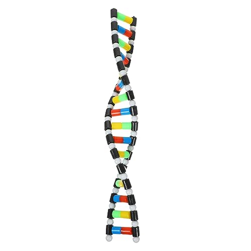 Hemobllo Doppelhelix DNA Modell Strukturmodell für Biologieunterricht für Biologieliebhaber Interaktives Lernspielzeug aus Sicherem Einfach zu Bauen Hemobllo Doppelhelix DNA Modell Strukturmodell für Biologieunterricht für Biologieliebhaber Interaktives Lernspielzeug aus Sicherem Einfach zu Bauen von Hemobllo