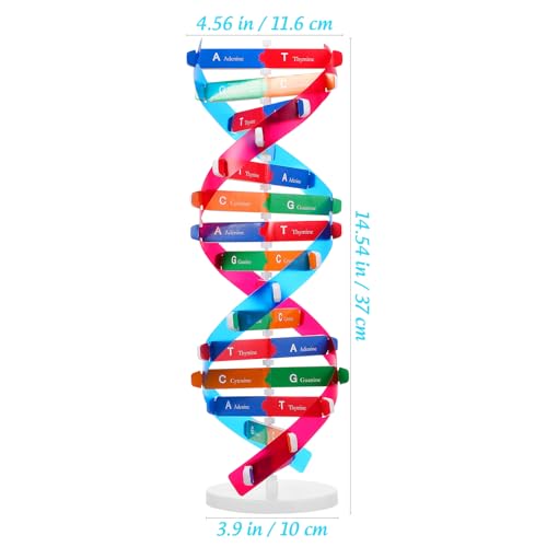 Hemobllo Selbstmontierender DNA-ausstellungsständer, Doppelhelix-Modell, Genetik-lernspielzeug für Kinder, Pädagogisches Biologie-lehrmittel, Mehrfarbig, 14, 5 Zoll von Hemobllo