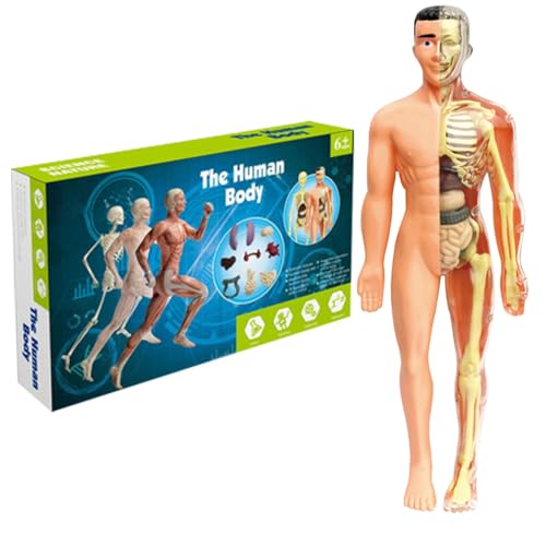 Menschliches Anatomiemodell für Kinder, 11,2-Zoll-Modell des menschlichen Körpers für Kinder, abnehmbares Skelett menschliches Model Spielzeug, Wissenschaftspädagogik, Human Body Assembly Toy (Semi-C von Hemore