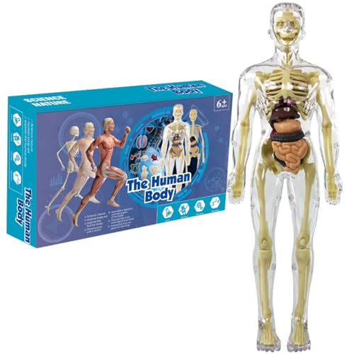 Menschliches Körpermodell für Kinder, 11,2 Zoll menschliches Körper Skelettmodell Kits mit abnehmbarem Orgel & Skelett, menschliches Anatomie -Modell, STEM -Bildungsspielzeug für Kinder ab 7 Jahren ( Menschliches Körpermodell für Kinder, 11,2 Zoll menschliches Körper Skelettmodell Kits mit abnehmbarem Orgel & Skelett, menschliches Anatomie -Modell, STEM -Bildungsspielzeug für Kinder ab 7 Jahren ( von Hemore