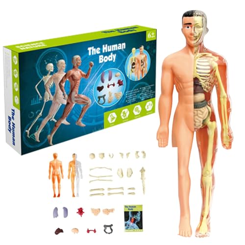 Menschliches Körpermodell für Kinder, 28, 5 cm menschliches Anatomie-Modell mit abnehmbaren Organen und Skelett, STEM-Bildungsspielzeug, Interactive Science Kit (Semi-Clear) von Hemore