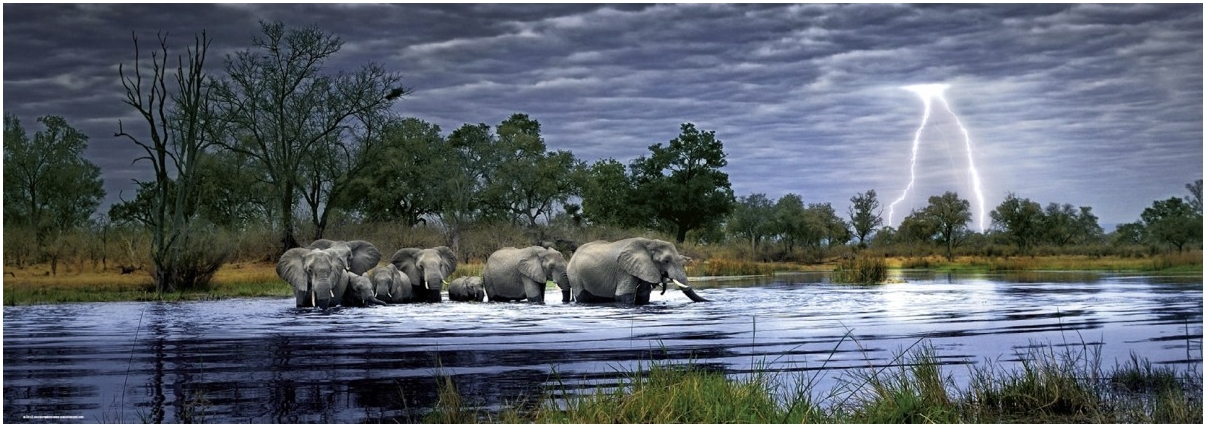 Heye Edition Alexander Von Humboldt - Panoramapuzzle - Herd of Elephants 2000 Teile Puzzle Heye-29508 von Heye