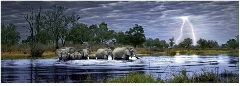 Heye Edition Alexander Von Humboldt - Panoramapuzzle - Herd of Elephants 2000 Teile Puzzle Heye-29508 von Heye