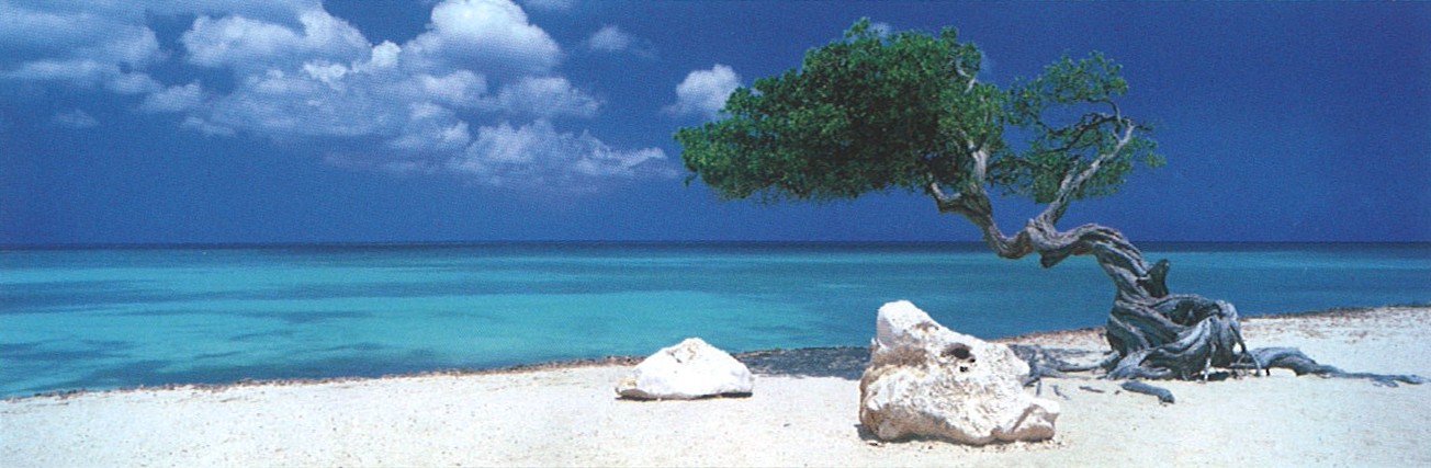 Heye Alexander von Humboldt: Divi Divi Tree 1000 Teile Puzzle Heye-29399 Heye Alexander von Humboldt: Divi Divi Tree 1000 Teile Puzzle Heye-29399 von Heye