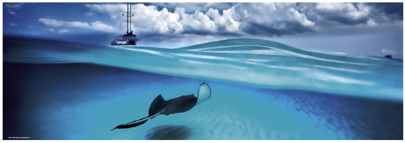 Heye Puzzle 1000 Teile Panorama - Alexander von Humboldt: Stingray 1000 Teile Puzzle Heye-29470 Heye Puzzle 1000 Teile Panorama - Alexander von Humboldt: Stingray 1000 Teile Puzzle Heye-29470 von Heye