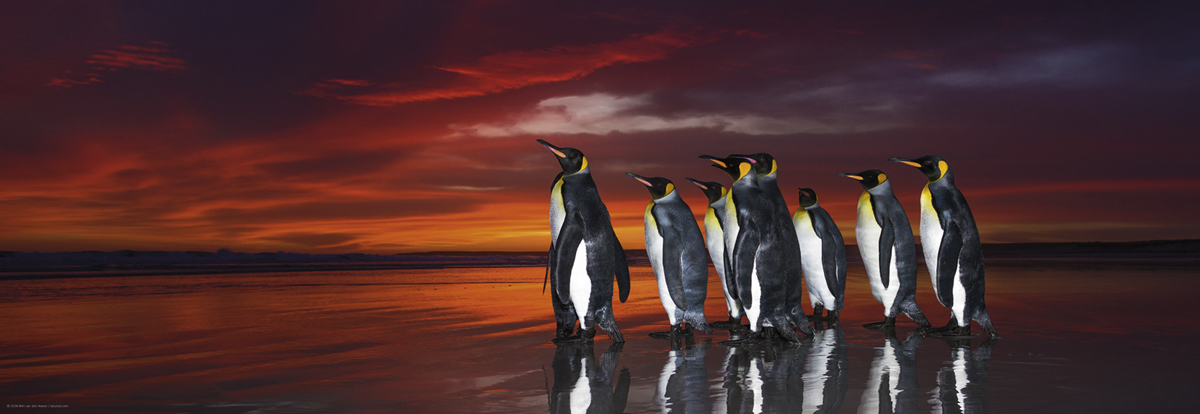 Heye Wim van den Heever - King Penguins 1000 Teile Puzzle Heye-29858 Heye Wim van den Heever - King Penguins 1000 Teile Puzzle Heye-29858 von Heye
