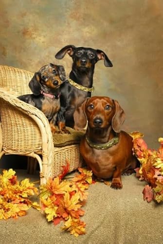 Puzzles 1000 Piece,Dachshunds Picture,Erwachsenes Herausforderung Spiel,Wand Kunst Dekoration,Children's Educational Puzzle Toys Tr119Gf Puzzles 1000 Piece,Dachshunds Picture,Erwachsenes Herausforderung Spiel,Wand Kunst Dekoration,Children's Educational Puzzle Toys Tr119Gf von HfmQuisutron