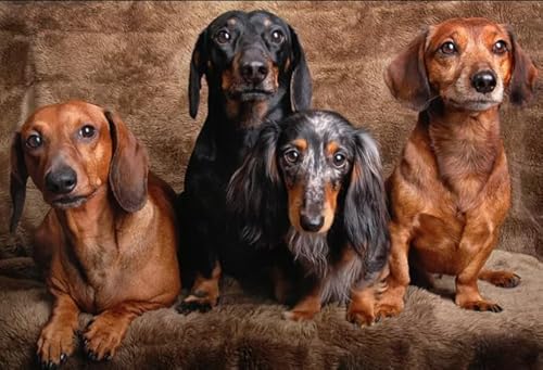 Puzzles 1000 Piece,Dachshunds Picture,Erwachsenes Herausforderung Spiel,Wand Kunst Dekoration,Children's Educational Puzzle Toys Tr120Gf Puzzles 1000 Piece,Dachshunds Picture,Erwachsenes Herausforderung Spiel,Wand Kunst Dekoration,Children's Educational Puzzle Toys Tr120Gf von HfmQuisutron