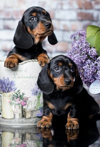 Puzzles 1000 Piece,Dachshunds Picture,Erwachsenes Herausforderung Spiel,Wand Kunst Dekoration,Children's Educational Puzzle Toys Tr122Gf Puzzles 1000 Piece,Dachshunds Picture,Erwachsenes Herausforderung Spiel,Wand Kunst Dekoration,Children's Educational Puzzle Toys Tr122Gf von HfmQuisutron