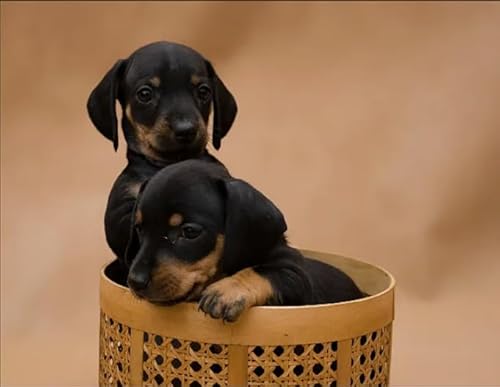 Puzzles 1000 Piece,Dachshunds Picture,Erwachsenes Herausforderung Spiel,Wand Kunst Dekoration,Children's Educational Puzzle Toys Tr123Gf Puzzles 1000 Piece,Dachshunds Picture,Erwachsenes Herausforderung Spiel,Wand Kunst Dekoration,Children's Educational Puzzle Toys Tr123Gf von HfmQuisutron