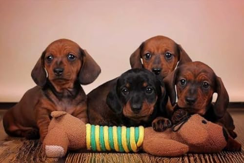 Puzzles 1000 Piece,Dachshunds Picture,Erwachsenes Herausforderung Spiel,Wand Kunst Dekoration,Children's Educational Puzzle Toys Tr124Gf Puzzles 1000 Piece,Dachshunds Picture,Erwachsenes Herausforderung Spiel,Wand Kunst Dekoration,Children's Educational Puzzle Toys Tr124Gf von HfmQuisutron