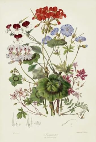 Puzzles 1000 Stück - Art Florids Vintage Plant Puzzle - Erwachsene Dekompression Spiel Kunst Plakate - Children's Educational Toys Sq300Zp Puzzles 1000 Stück - Art Florids Vintage Plant Puzzle - Erwachsene Dekompression Spiel Kunst Plakate - Children's Educational Toys Sq300Zp von HfmQuisutron