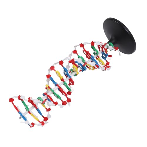 DNA Double Helical Structure Model, 3D -Bildungsmolekularbiologie -Lehrwerkzeug mit Genauem Basispaarung, 10 Å Durchmesser und 18 Å Pitch, Erfüllt die Nationalen DNA Double Helical Structure Model, 3D -Bildungsmolekularbiologie -Lehrwerkzeug mit Genauem Basispaarung, 10 Å Durchmesser und 18 Å Pitch, Erfüllt die Nationalen von Hiraith