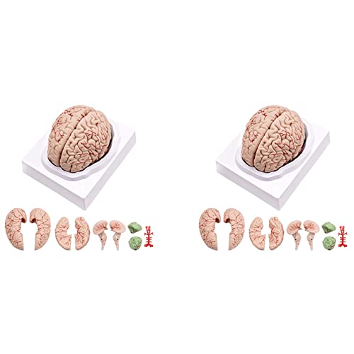 2 x menschliches Gehirn, lebensgroßes menschliches Gehirn, Anatomie-Modell mit Display-Basis, für Wissenschaft, Klassenzimmer, Studium und Unterricht, Display B 2 x menschliches Gehirn, lebensgroßes menschliches Gehirn, Anatomie-Modell mit Display-Basis, für Wissenschaft, Klassenzimmer, Studium und Unterricht, Display B von Hlxnyami