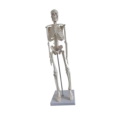 Hohopeti Anatomisches Skelett Modell Aus PVC Menschliches Skelett Modell Für Wissenschaft Anatomie Yoga Und Kunst Bewegliche Arme Ideal Für Lehrzwecke Und Dekoration Hohopeti Anatomisches Skelett Modell Aus PVC Menschliches Skelett Modell Für Wissenschaft Anatomie Yoga Und Kunst Bewegliche Arme Ideal Für Lehrzwecke Und Dekoration von Hohopeti