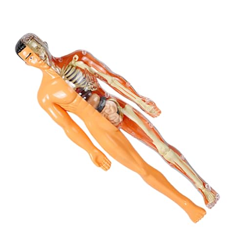 Hohopeti 1 Satz Skelettmodell für Körpermodell Modell des menschlichen Körpers Geisterfigur interaktiv Modell der menschlichen Muskelanatomie Anatomie Figur Plastik von Hohopeti