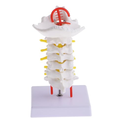 Hohopeti 1Stück Anatomisches Zervikalmodell Metallstand für Medizinische Ausbildung Lehrzwecke für Studenten Fachkräfte Hohopeti 1Stück Anatomisches Zervikalmodell Metallstand für Medizinische Ausbildung Lehrzwecke für Studenten Fachkräfte von Hohopeti