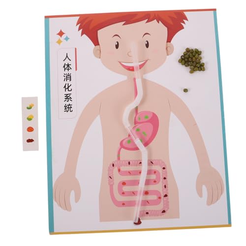 Hohopeti 4 Sätze DIY Modell für Pädagogisches Wissenschaftsexperiment Feinmotorik Kreativität und Kognitiven Fähigkeiten für Schule und Zuhause von Hohopeti