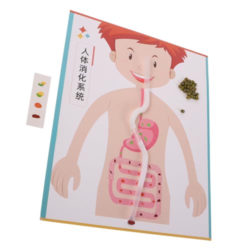 Hohopeti 4 Sätze Menschliches Modell DIY Lernspielzeug Realistische Simulation Interaktives Wissenschaftsexperiment für Vorschule und Mittelstufe Fördert Kreativität und Anatomisches von Hohopeti